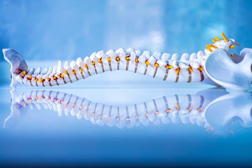 Spinal anatomy illustration showing vertebrae and discs