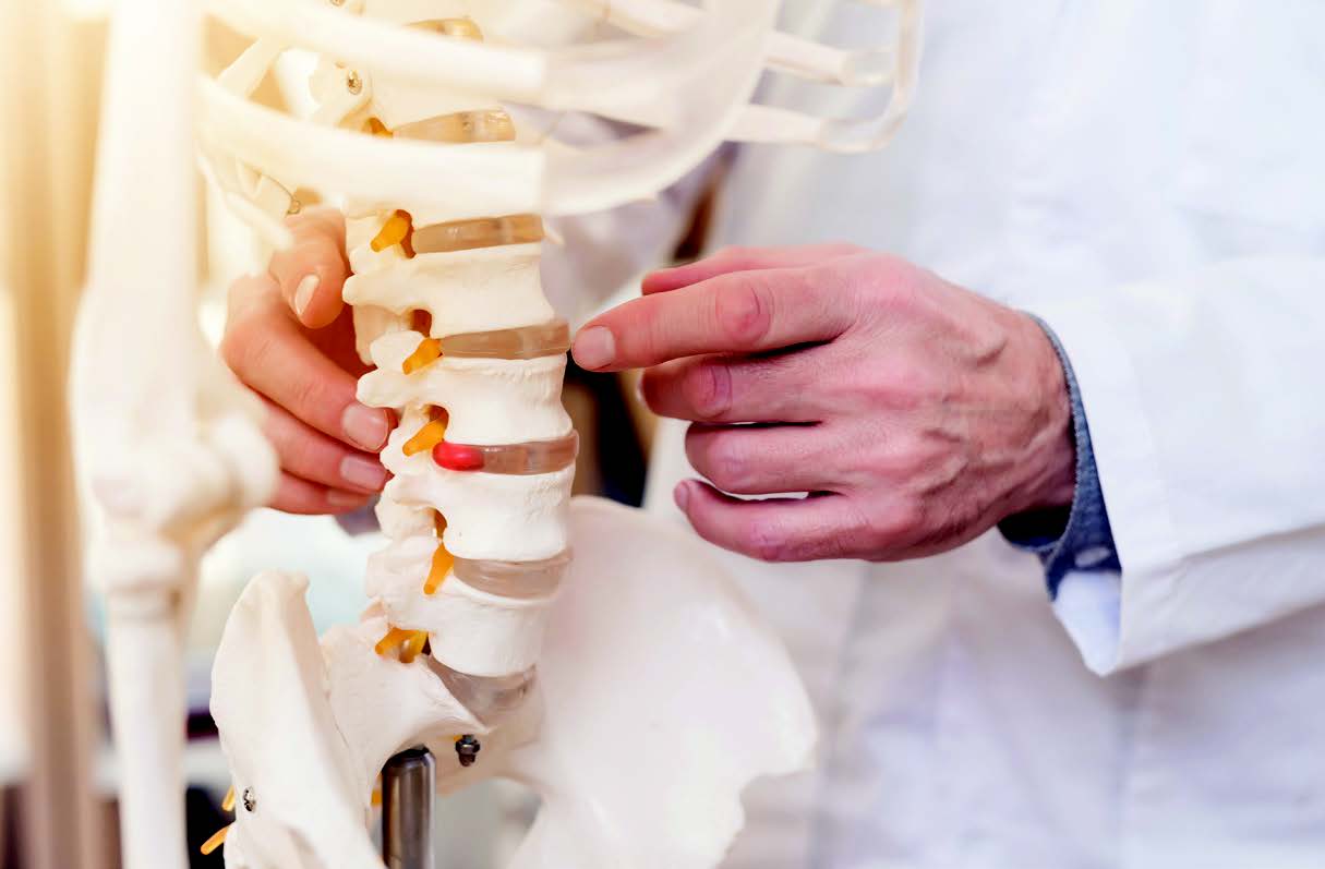 Spinal anatomy illustration